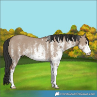Horse Color:White Spotted Liver Red Dun Rabicano 