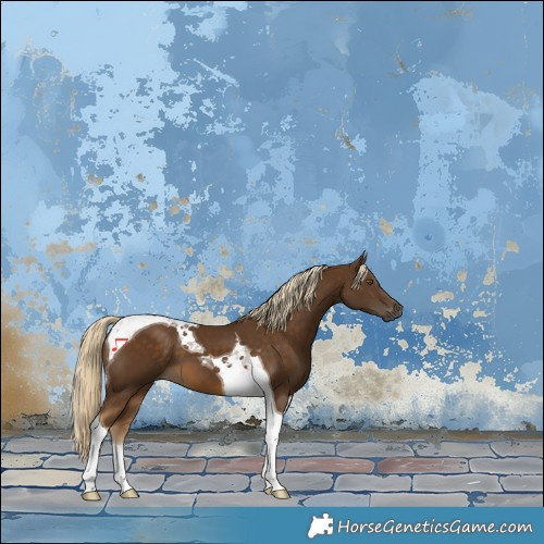 Horse Color:Chocolate Palomino Tobiano 