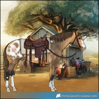Horse Color:Buckskin Blanket 