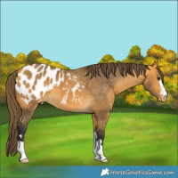 Horse Color:Buckskin Appaloosa 