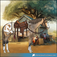 Horse Color:Buckskin Blanket 