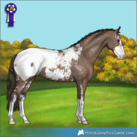 Horse Color:Liver Red Dun Sabino Snowcap Brindle