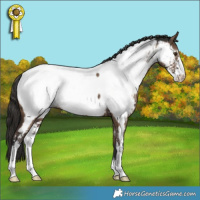 Horse Color:Liver Red Dun Sabino Appaloosa Rabicano Brindle 