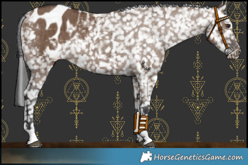 Horse Color:Liver Red Dun Appaloosa Rabicano Brindle 