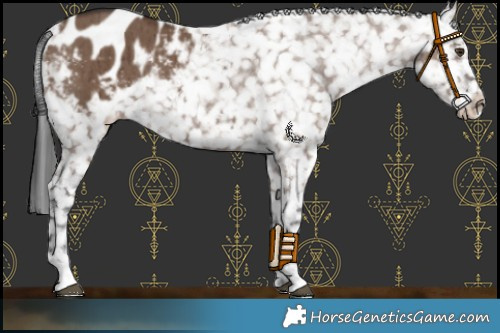 Horse Color:Liver Red Dun Appaloosa Rabicano Brindle