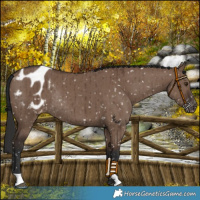 Horse Color:Liver Red Dun Appaloosa Rabicano Brindle