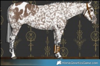 Horse Color:Liver Red Dun Appaloosa Rabicano Brindle 