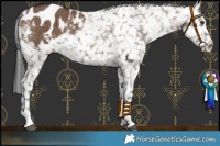 Horse Color:Liver Red Dun Appaloosa Rabicano Brindle 