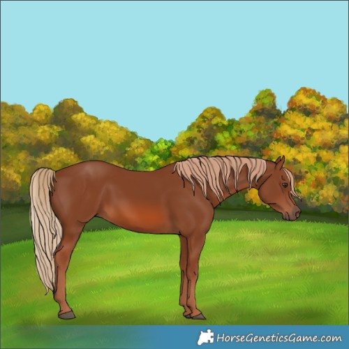 Horse Color:Chestnut 