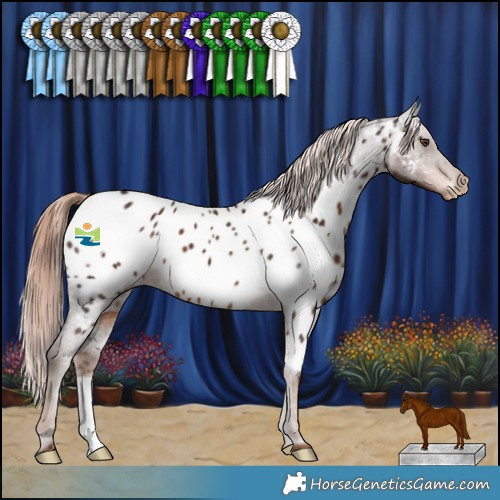 Horse Color:Liver Chestnut Appaloosa 