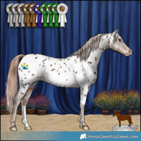 Horse Color:Liver Chestnut Appaloosa 