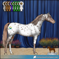 Horse Color:Liver Chestnut Appaloosa 