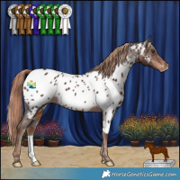 Horse Color:Liver Chestnut Appaloosa