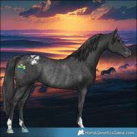 Horse Color:Black Appaloosa Rabicano 