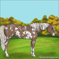 Horse Color:White Spotted Silver Blue Roan 