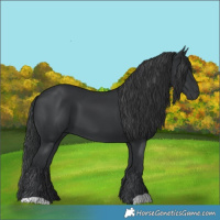 Horse Color:Black 