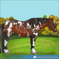Horse Color:White Spotted Bay Rabicano 