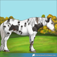 Horse Color:Liver Chestnut Splash Tobiano