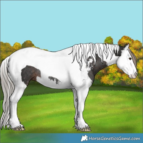 Horse Color:Liver Chestnut Sabino Splash Tobiano Rabicano