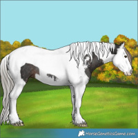 Horse Color:Liver Chestnut Sabino Splash Tobiano Rabicano 