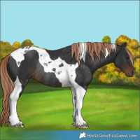 Horse Color:Liver Chestnut Tobiano Rabicano 