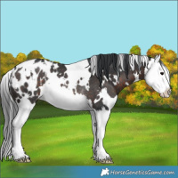 Horse Color:White Spotted Brown Splash Appaloosa Rabicano 