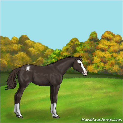 Horse Color:Liver Chestnut Sabino Splash Appaloosa 