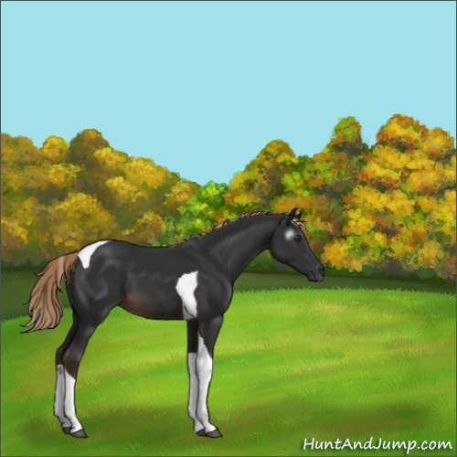 Horse Color:Gray Chocolate Palomino Tobiano 