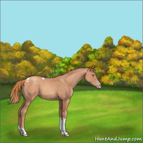 Horse Color:Gold Champagne Tobiano 