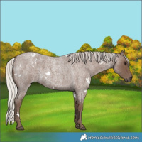 Horse Color:White Spotted Silver Blue Roan 