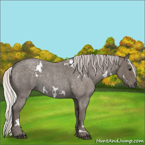 Horse Color:White Spotted Silver Blue Roan 