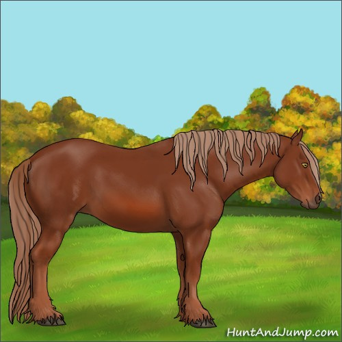Horse Color:Chestnut 
