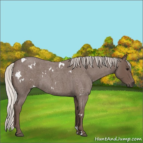 Horse Color:White Spotted Silver Blue Roan 