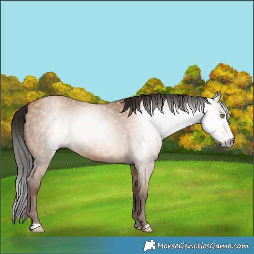 Horse Color:Gray Amber Champagne 