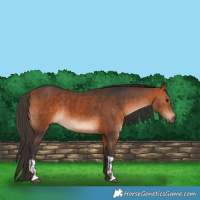 Horse Color:Bay  and Bay 