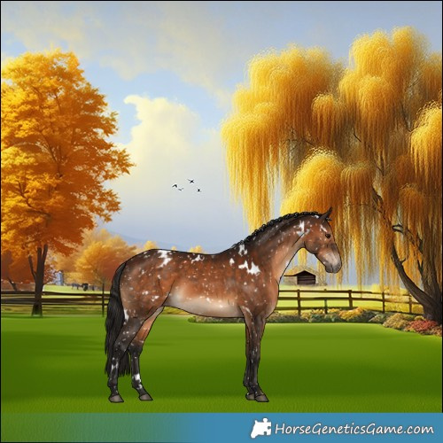 Horse Color:Gray White Spotted Bay Snowflake Varnish