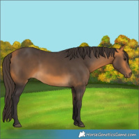 Horse Color:Buckskin 