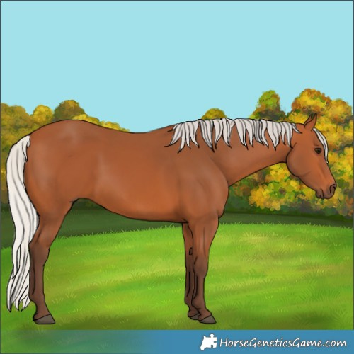 Horse Color:Silver Bay 