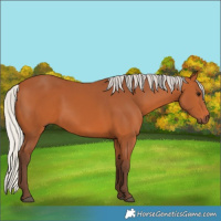 Horse Color:Silver Bay 