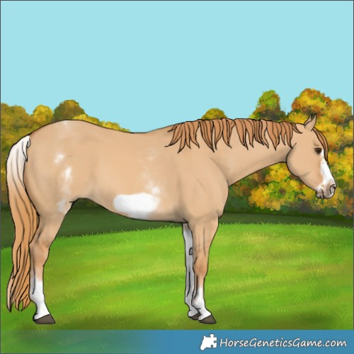 Horse Color:White Spotted Red Dun Frame