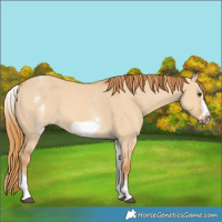 Horse Color:White Spotted Red Dun Frame 