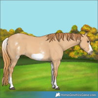 Horse Color:White Spotted Red Dun Frame 
