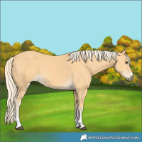 Horse Color:Palomino
