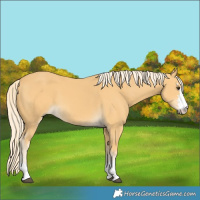 Horse Color:Palomino