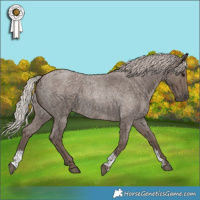 Horse Color:Silver Blue Roan Sabino 