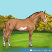 Horse Color:Chestnut Splash Frame