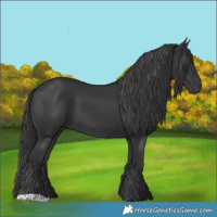 Horse Color:Black 