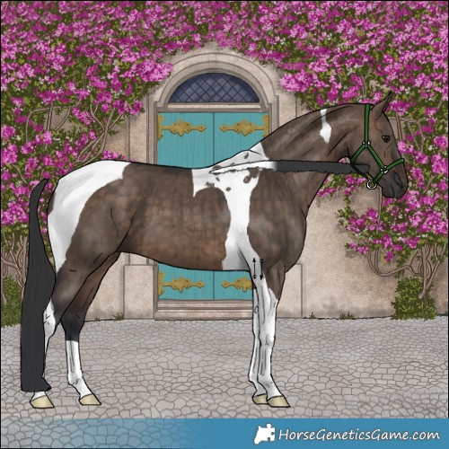 Horse Color:Brown Dun Tobiano Brindle 