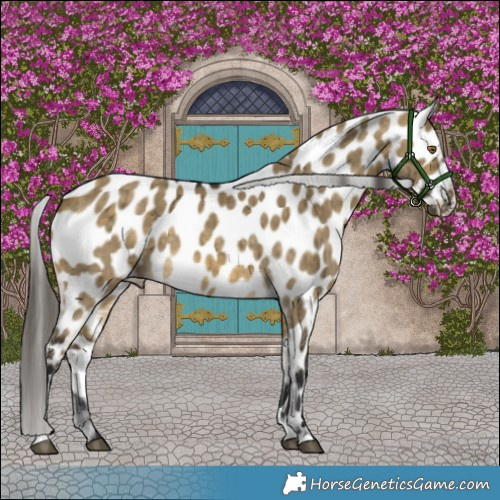 Horse Color:Buckskin Dun Appaloosa Brindle 