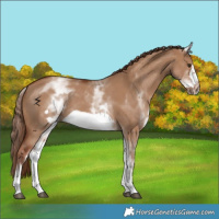 Horse Color:White Spotted Red Dun Frame 